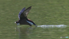 ハリオアマツバメ2022㉚