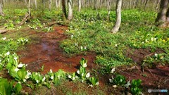 水芭蕉の花が、咲いてる♪