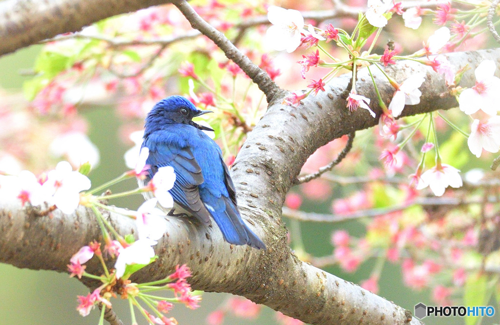 桜にオオルリ♂