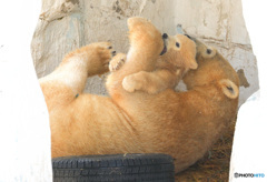 シロクマの母娘⑥