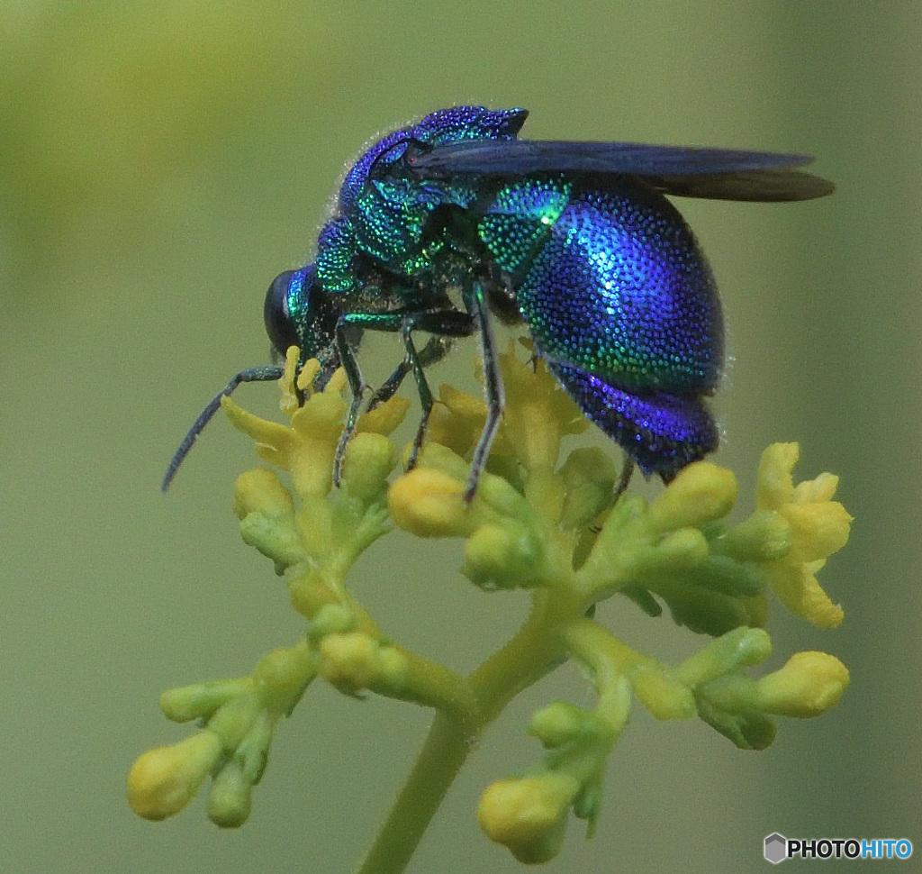 オオセイボウ2024