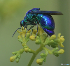 オオセイボウ2024