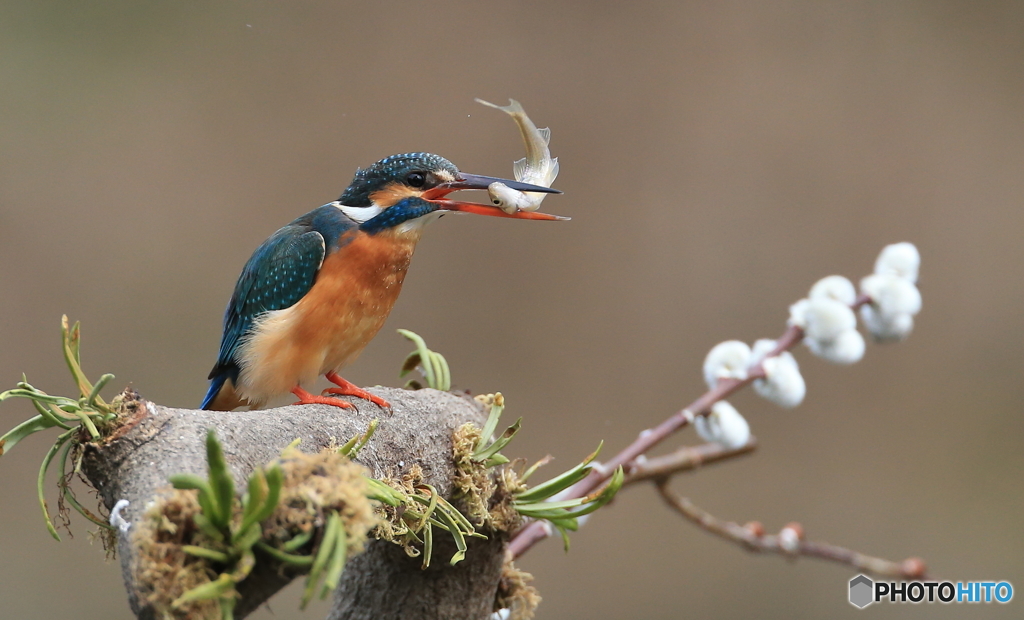 鳥と魚の目が合う時