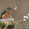 鳥と魚の目が合う時