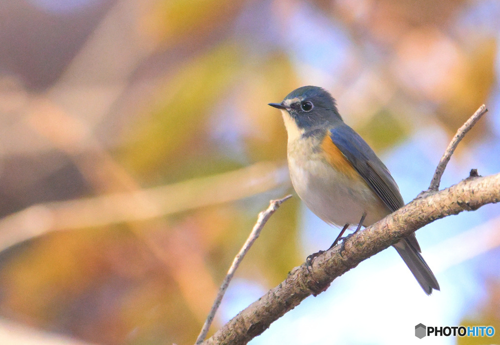 紅葉にルリオ君