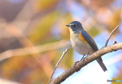 紅葉にルリオ君