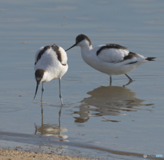 初めてのソリハシセイタカシギ⑱