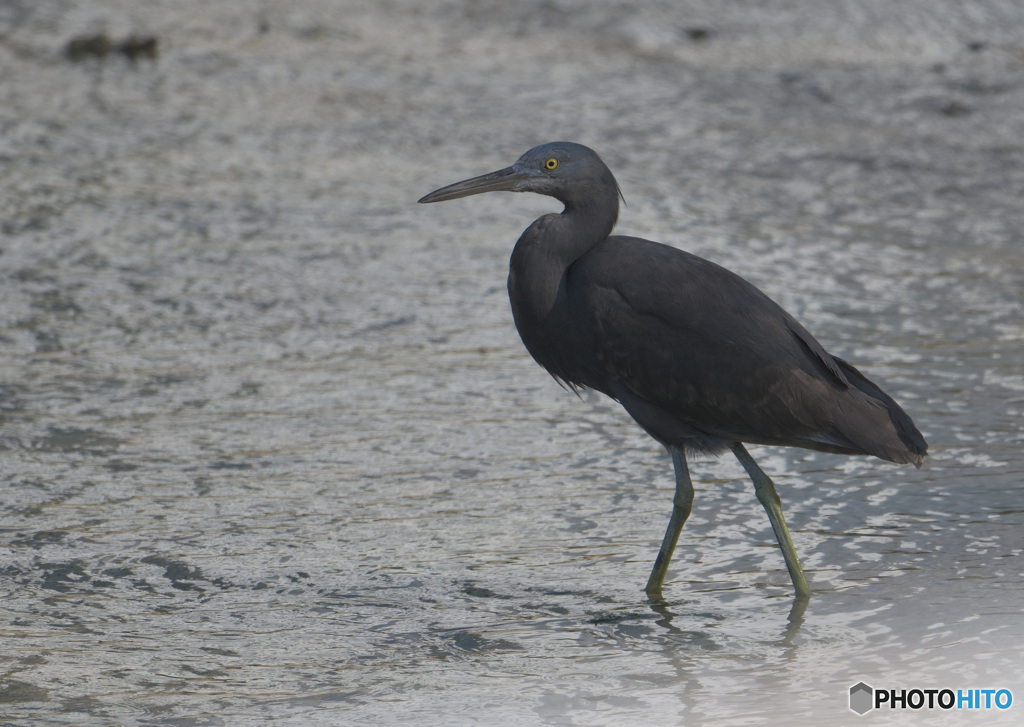 初めてのクロサギ