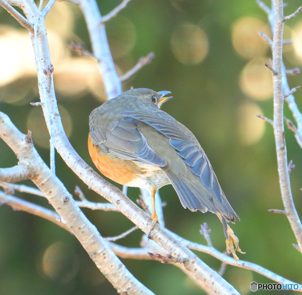 羽根を伸ばすアカハラさん