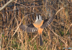 初めてのタカサゴモズ