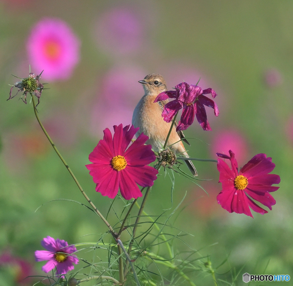 秋桜にノビタキ⑮