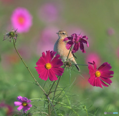 秋桜にノビタキ⑮