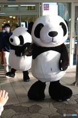 ウェルカム・パンダ