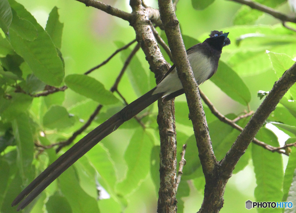 5月のサンコウチョウ君④