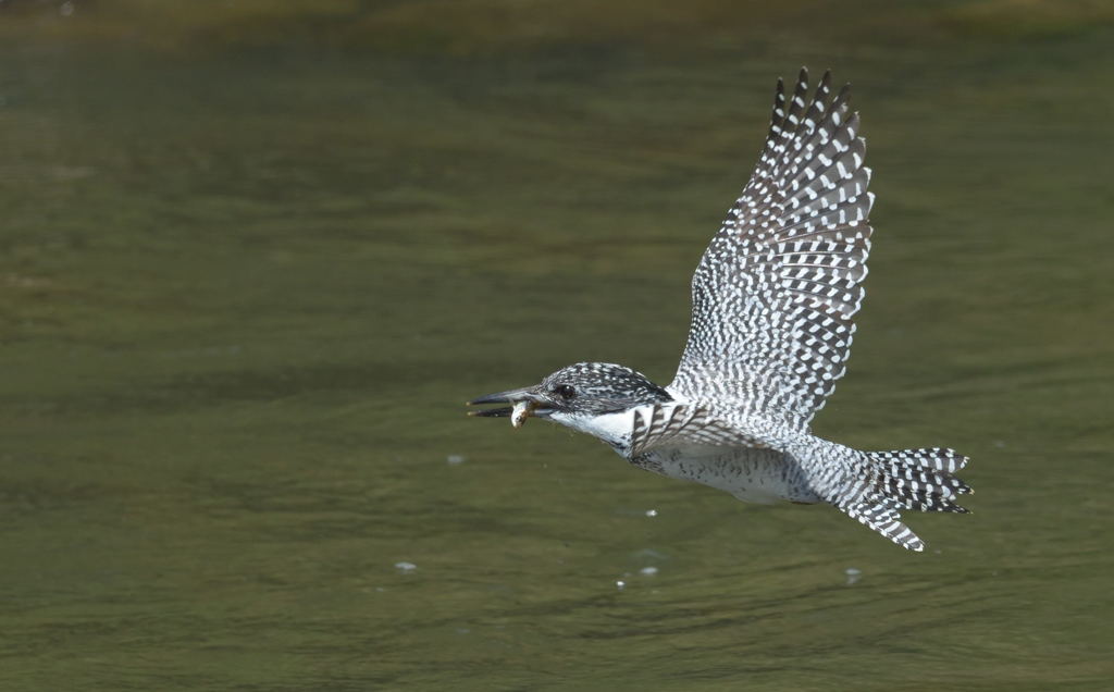 在庫のヤマセミⅡ