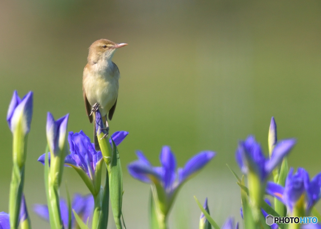 花菖蒲にオオヨシキリ㉒