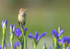 花菖蒲にオオヨシキリ㉒