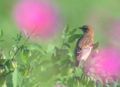 秋桜にノビタキ⑳