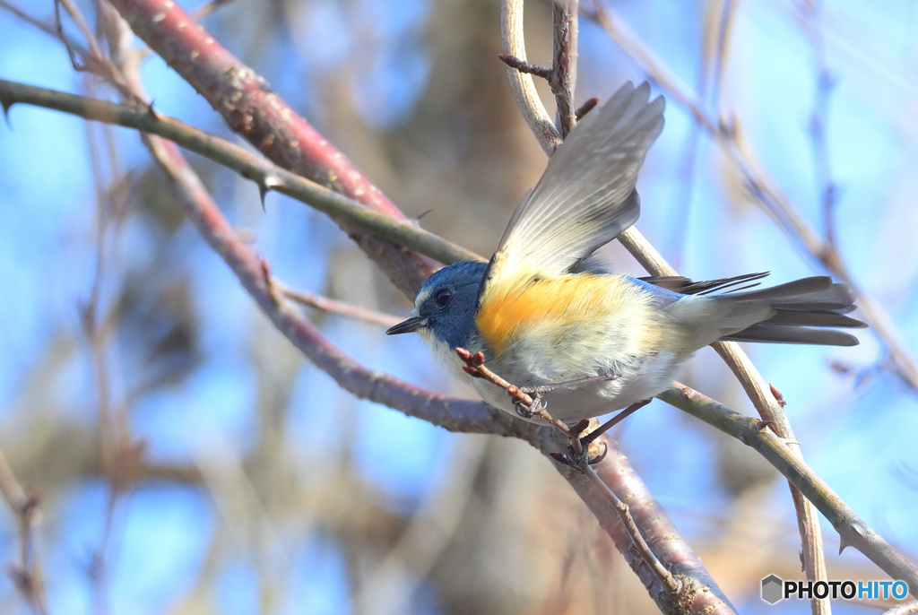 元気なルリビタキ君