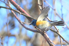 元気なルリビタキ君