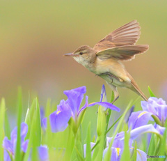 花菖蒲にオオヨシキリ⑤