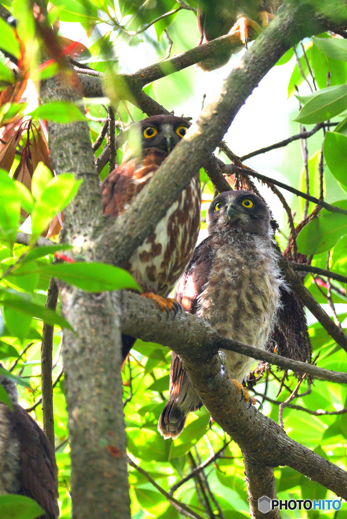 アオバズクの親子②