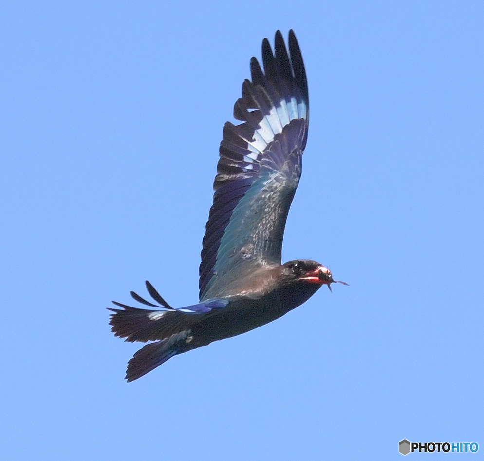 ７月のブッポウソウ⑪