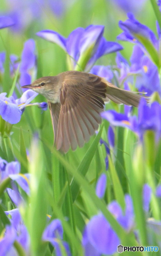 オクラレルカにオオヨシキリ⑳