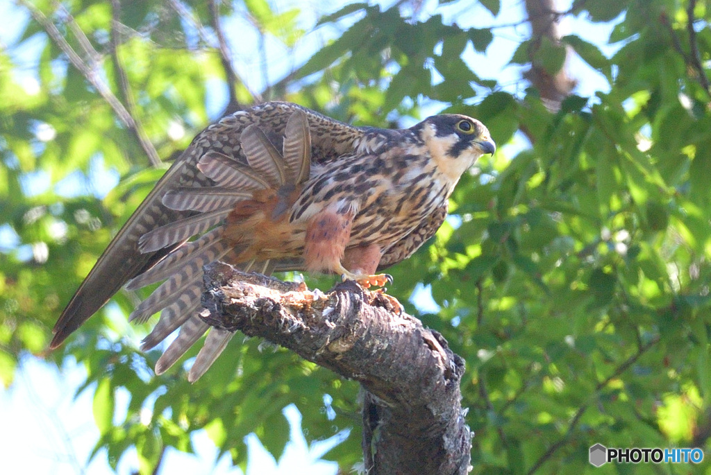 羽根を伸ばす母鳥