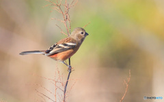 本日のベニマシコⅡ