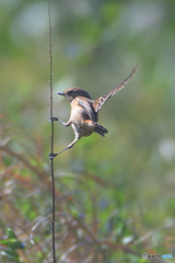 元気なノビタキさん