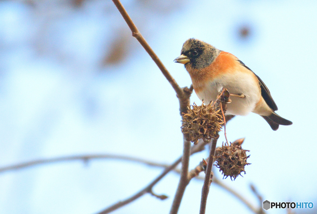 福岡のアトリさん⑤