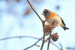福岡のアトリさん⑤