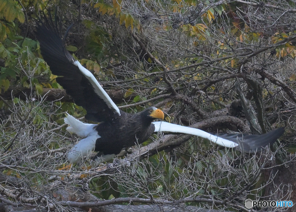 本日のオオワシさん