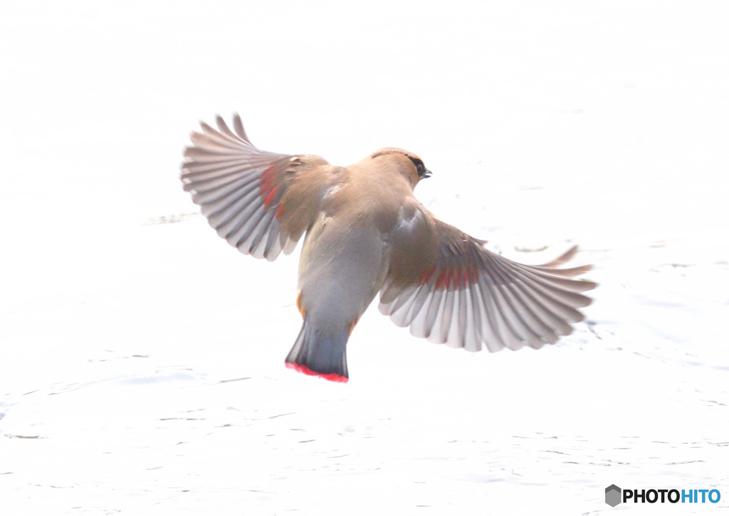 ヒレンジャク2022③