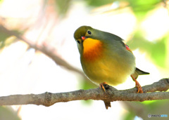 カメラが気になるソウシチョウ