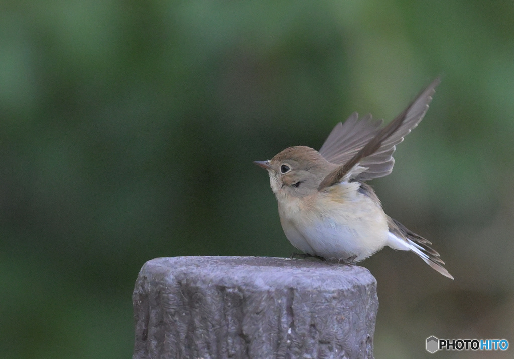 ニシオジロビタキ2022