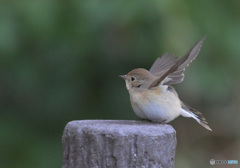 ニシオジロビタキ2022