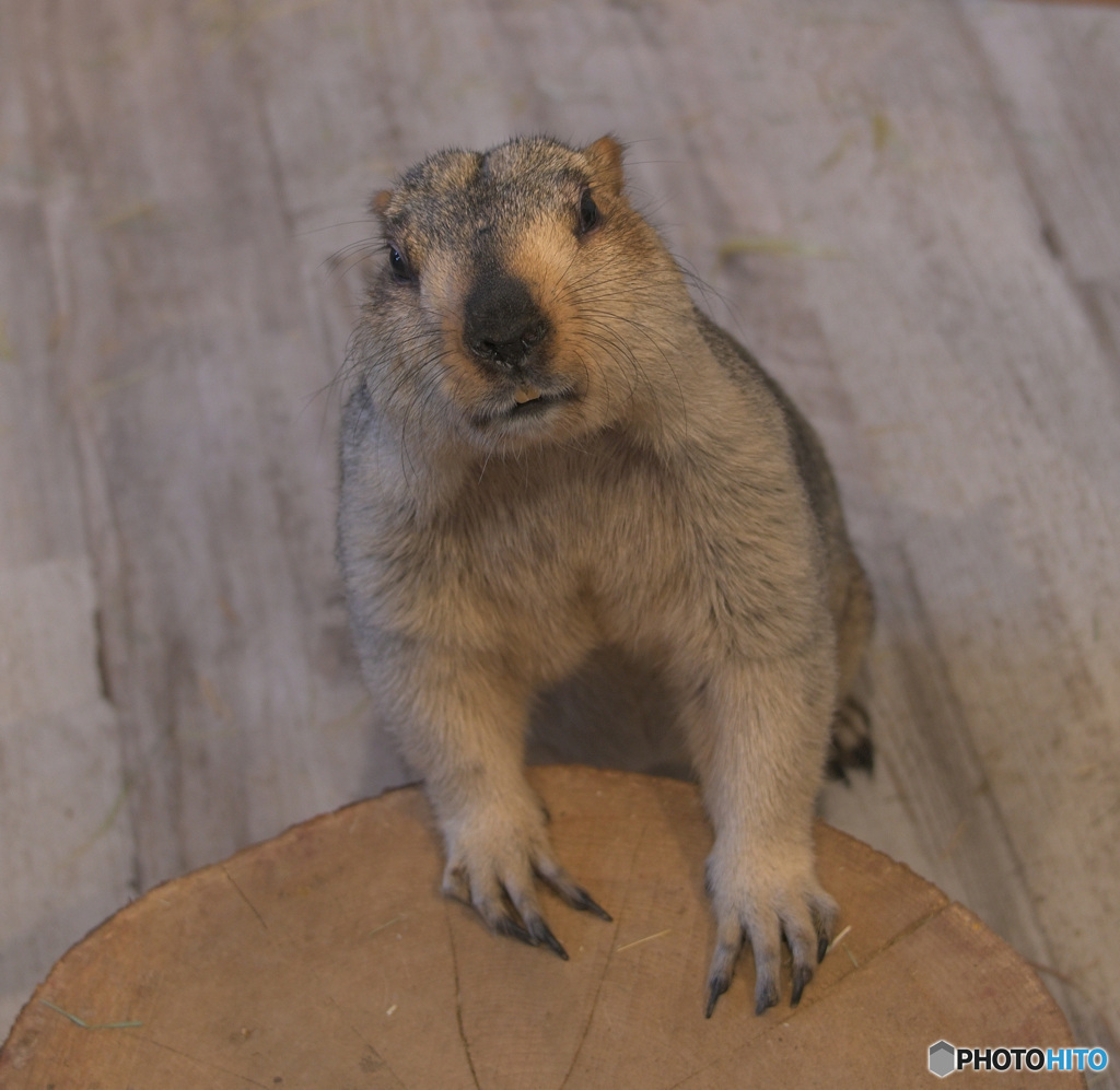 マーモットさん⑦