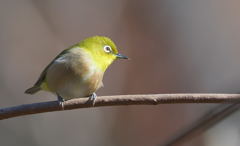 メジロくんのポートレート