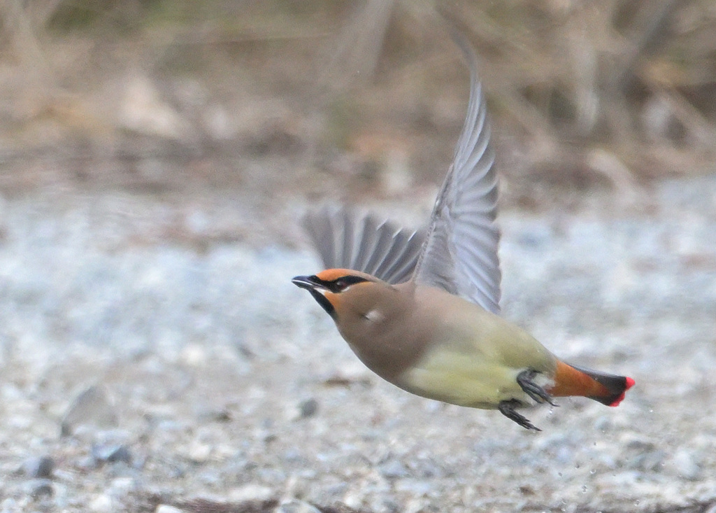 水場のレンジャク⑤