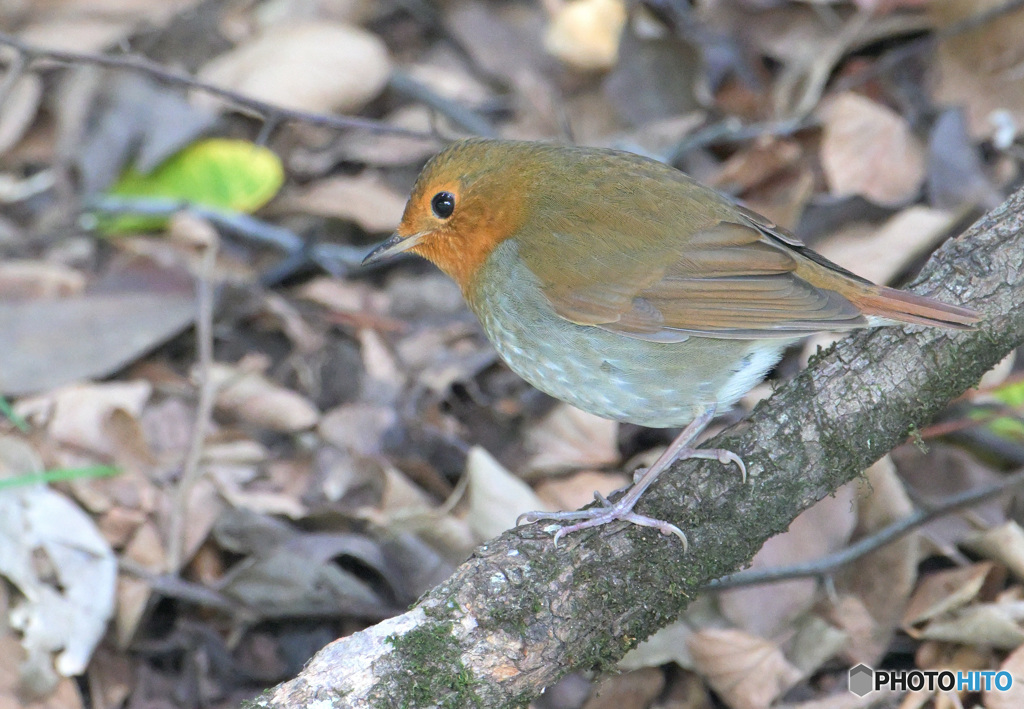 秋のコマドリ②