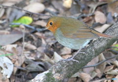 秋のコマドリ②