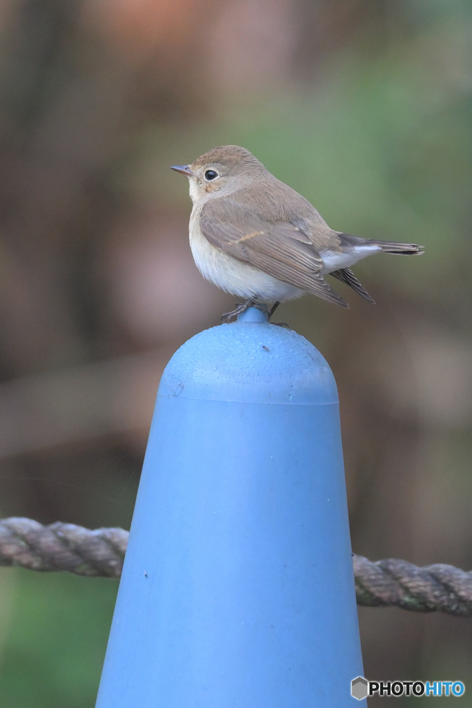 マスコットのように