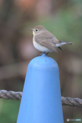 マスコットのように