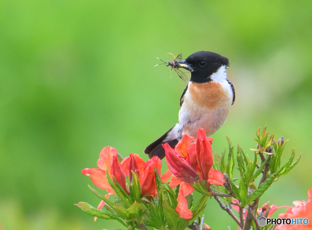 レンゲツツジにノビタキ④