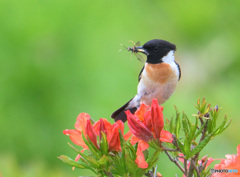 レンゲツツジにノビタキ④ レンゲツツジにノビタキ④