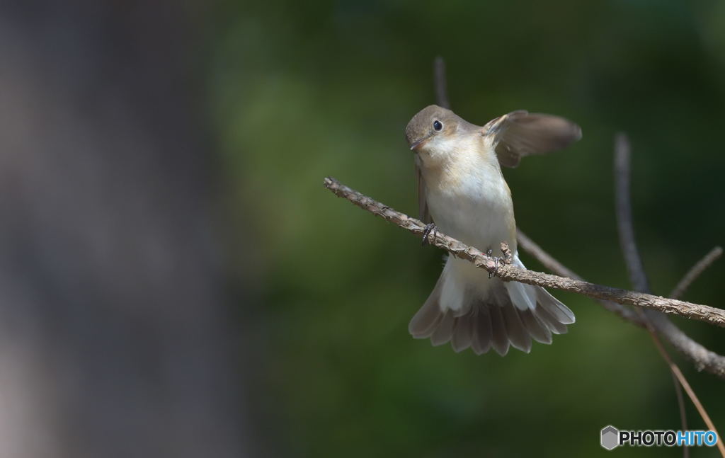 本日のニシオジロビタキ