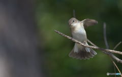 本日のニシオジロビタキ