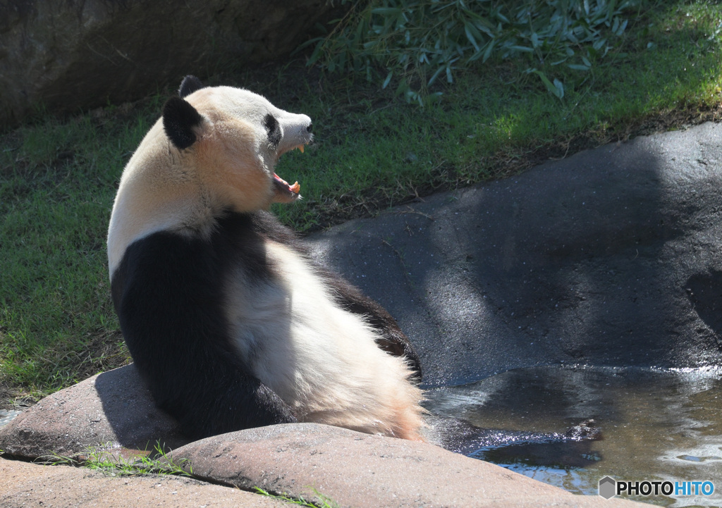 パンダ温泉Ⅱ